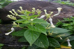Ceropegia sahyadrica
